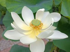 -莲花池公园