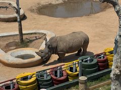 -西霞口神雕山野生动物世界