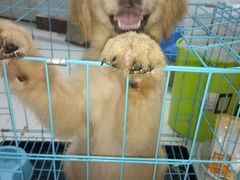 -韩林轩自助火锅烤肉超市(中天步行街店)