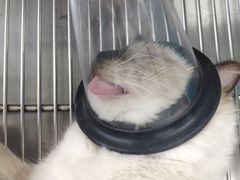 -荔康动物医院(康王北路店)