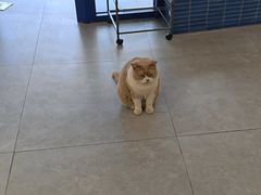 -伟伟宠物医院·CT影像中心·瑞派犬猫综合性门诊(汉口总院)