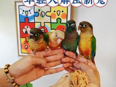 -吉丁鸟咖·异宠·寄养