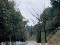 景点-铁山坪森林公园