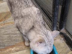 -猫咪博物馆(顶澳仔猫街店)