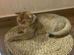 -楼上猫咖(罗湖店)