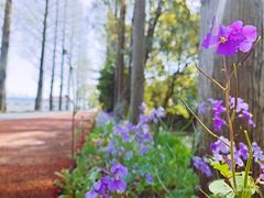 -上海长兴岛郊野公园