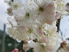 -樱桃山旅游景区