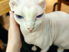 -猫小院猫主题餐厅(三里屯店)