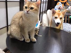 -逗柴咖啡屋·狗咖猫咖宠物桌游
