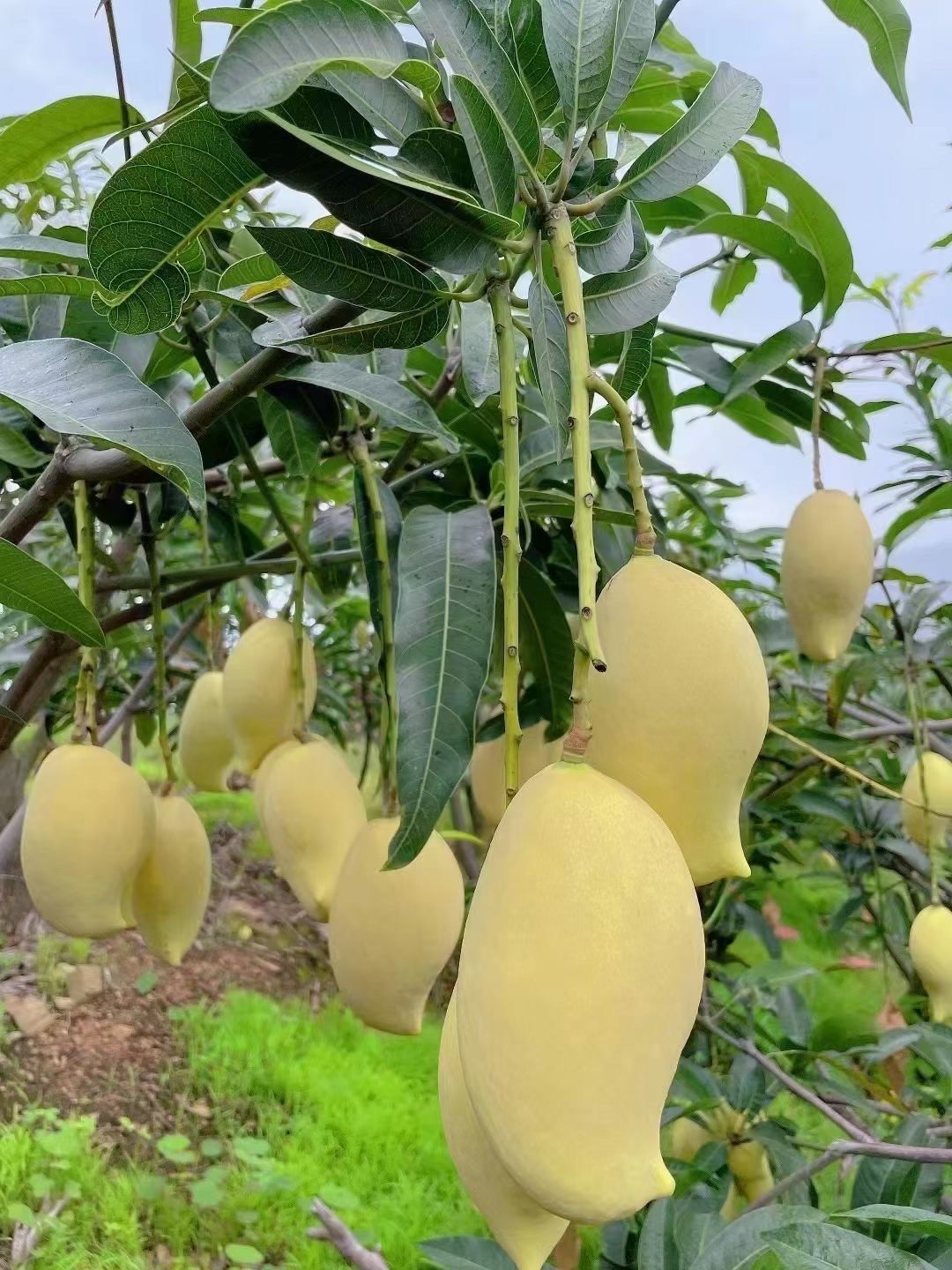 鹰嘴芒 03
当天采摘当天发…7715
香甜