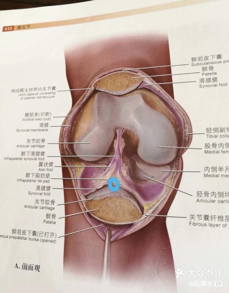 髌下囊图片