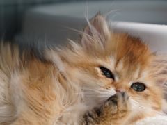 -翊宠yipet猫狗购宠庄园犬舍•猫舍