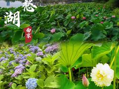 -莫愁湖公园