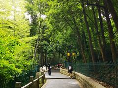 -灵岩山风景区