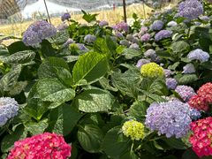 -中国天府农业博览园