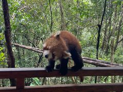-普洱太阳河森林公园