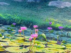 -东莞植物园