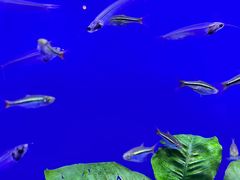 -上海海洋水族馆