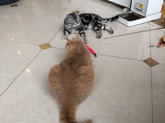 -Catmate·猫肥家润(金润铂宫店)