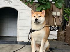 -more than meow吴止猫主题餐厅(承德 中船汇店)