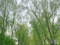 -大兴滨河森林公园