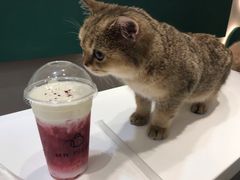 -飞行喵MR PILOT|猫舍·猫咖(静安大融城店)