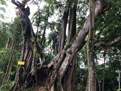 -瑞丽独树成林风景区