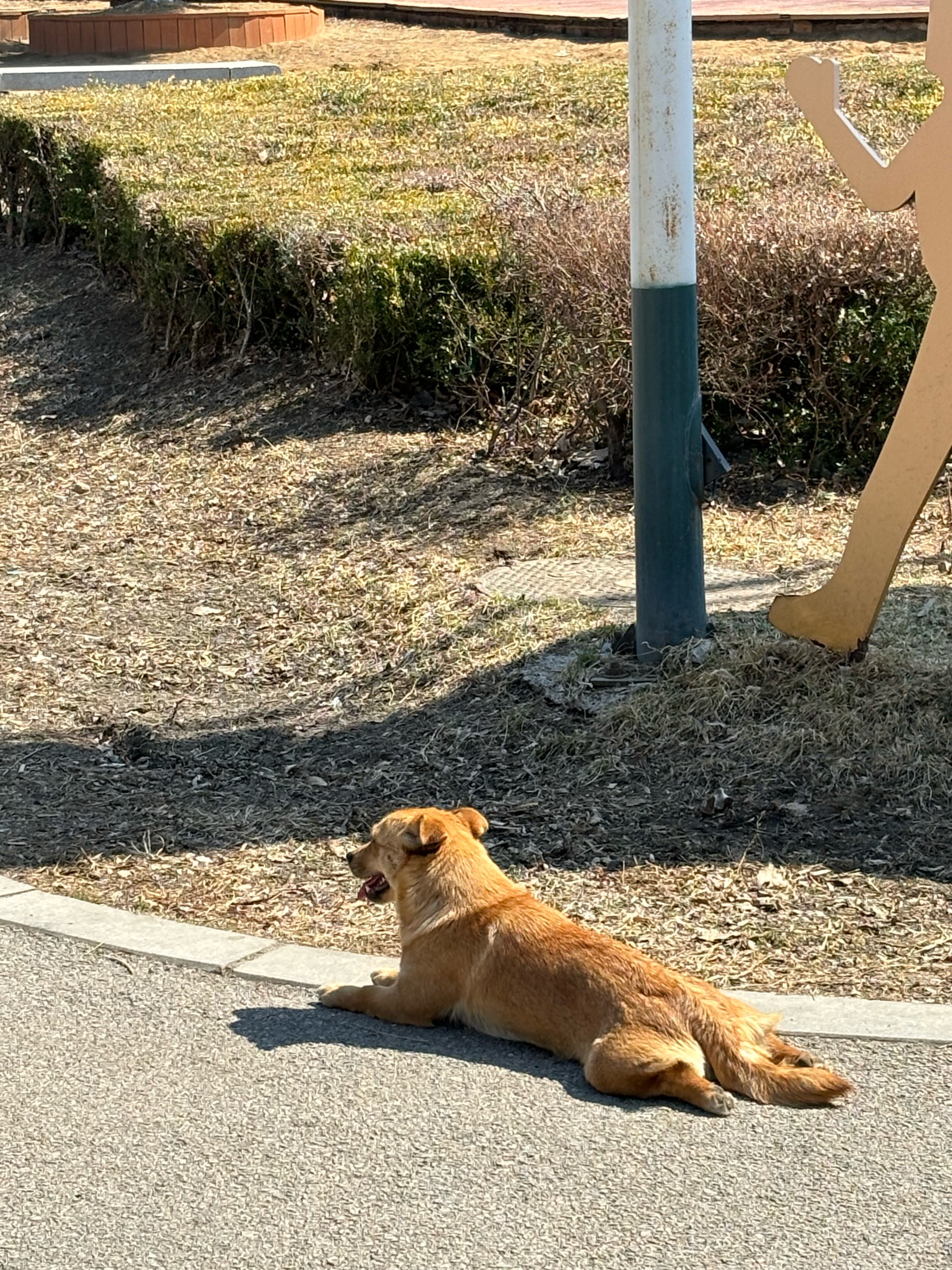 春天到啦,公园里的修狗在晒太阳好可爱啊