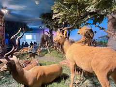 -国家自然博物馆