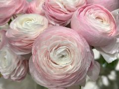 -花辰月夕花坊(北滨路店)