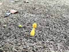 -无染寺