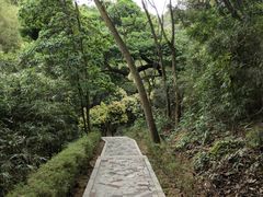 -天鹿湖森林公园