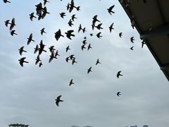 -深圳野生动物园