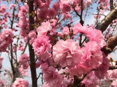 -天适樱花悠乐园