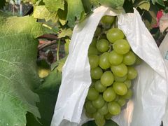 -马陆小张葡萄园农家乐