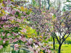 -石家庄市植物园