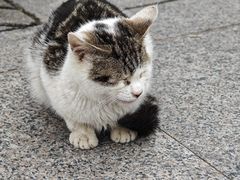 -静安公园(静安寺街道)