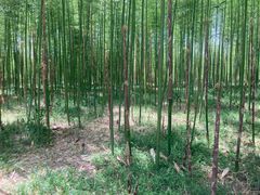 -黄海国家森林公园