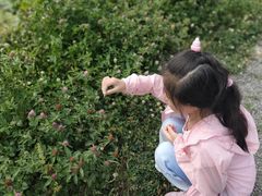 -田园东方蜜桃村的田野营地