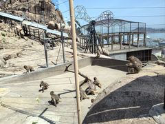 -西霞口神雕山野生动物世界