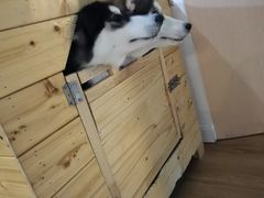 萌宝养乐多-Husky Go! 哈士奇体验馆·宠物咖啡厅狗咖