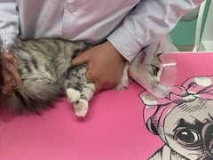 -欧奕国际动物医院