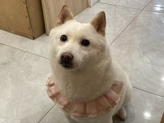 -柴犬小屋·柴餐厅·狗咖食堂(金鼎广场店)