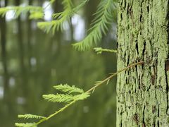 -上海共青森林公园