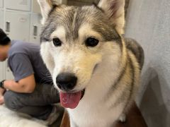 -小狗上班·狗咖·猫咖·小奶狗·摄影(南山店)