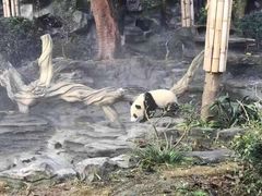 -都江堰中华大熊猫苑