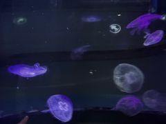 -重庆欢乐海底世界