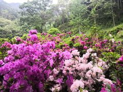 -木兰云雾山