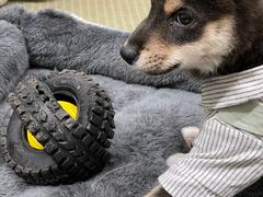 -逗柴咖啡屋·狗咖猫咖宠物桌游