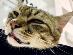 -Heymao猫咖.咖啡厅(东门店)